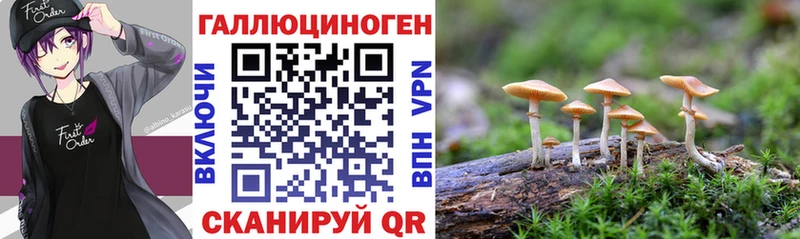 блэк спрут маркетплейс  как найти   Арсеньев  Галлюциногенные грибы Psilocybe 